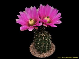 Echinocereus fendleri 1482